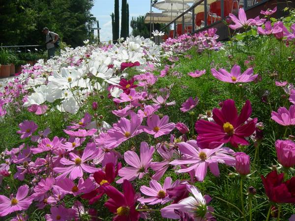 giardini di castel trauttmansdorff
