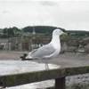stonehaven REGNO UNITO 
