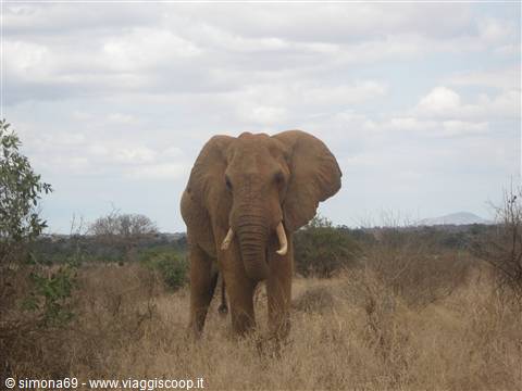 TSAVO EST AL TOP con BANCO LALI
