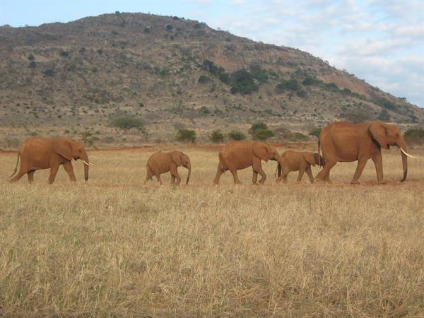 Tsavo Est - Elefanti in gruppo