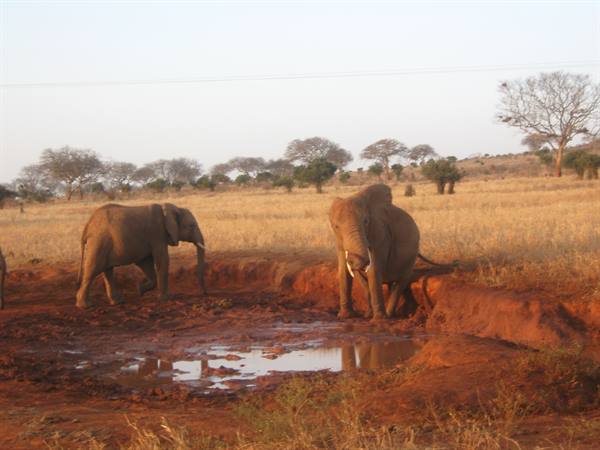 Tsavo Est - Elefanti alla pozza d'acqua