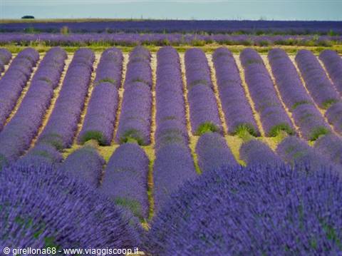 Campi di lavanda a Valensole