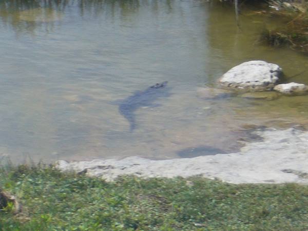 Coccodrillo a Coba