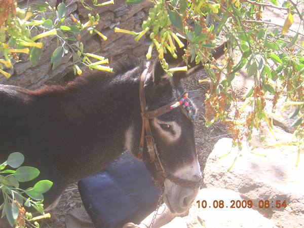 Fauna locale