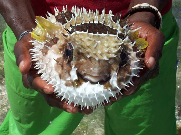 PESCE PALLA
