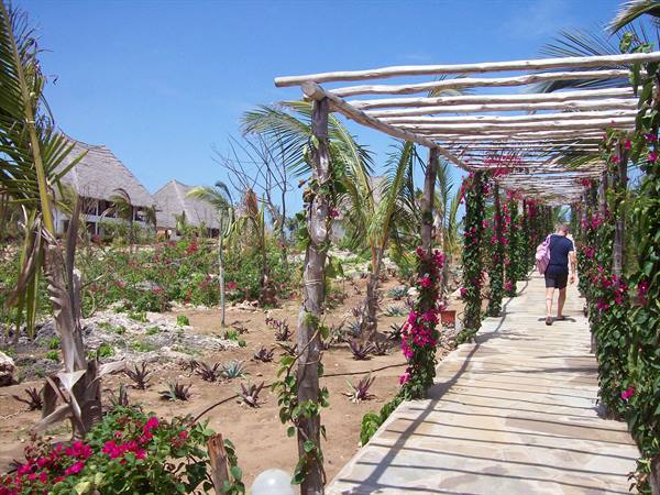 VIALETTO JACARANDA