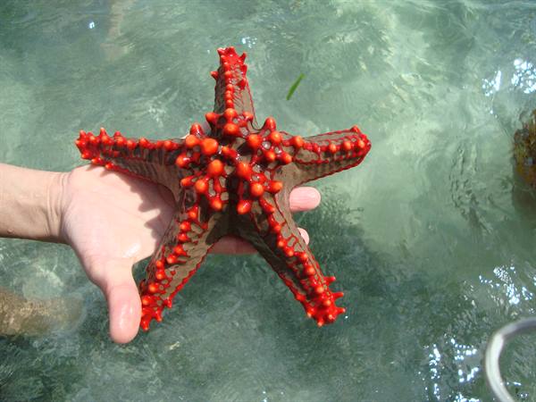 STELLE MARINE DAVANTI ALL'HOTEL