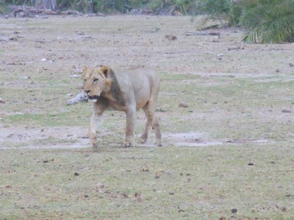 LEONE TSAVO EST