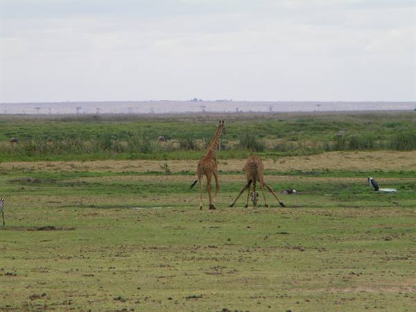 GIRAFFE