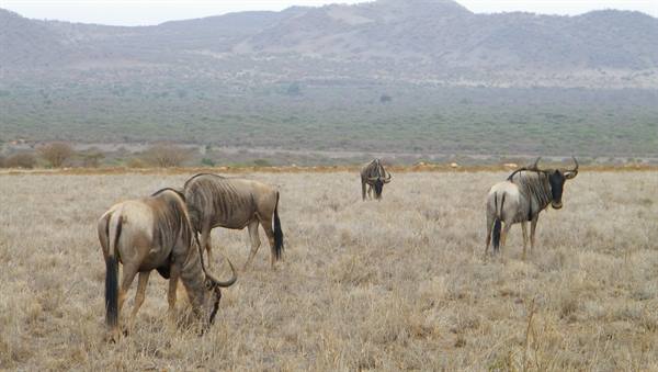 GNU