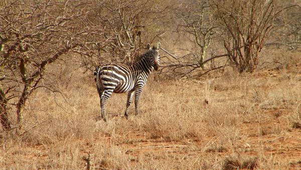ZEBRE