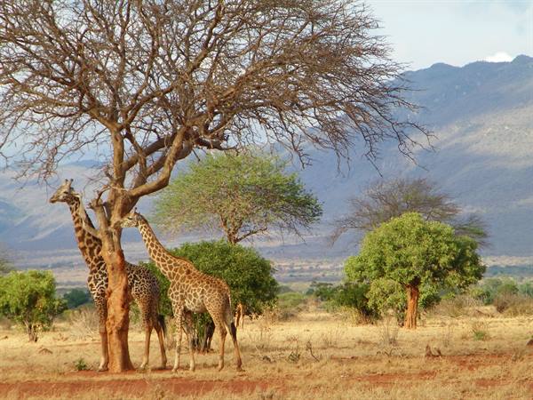 GIRAFFE