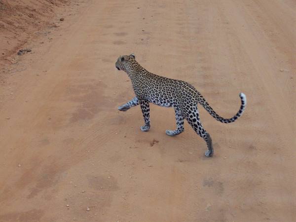 LEOPARDO