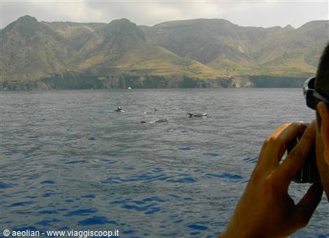 Sulla rotta dei delfini alle Isole Eolie