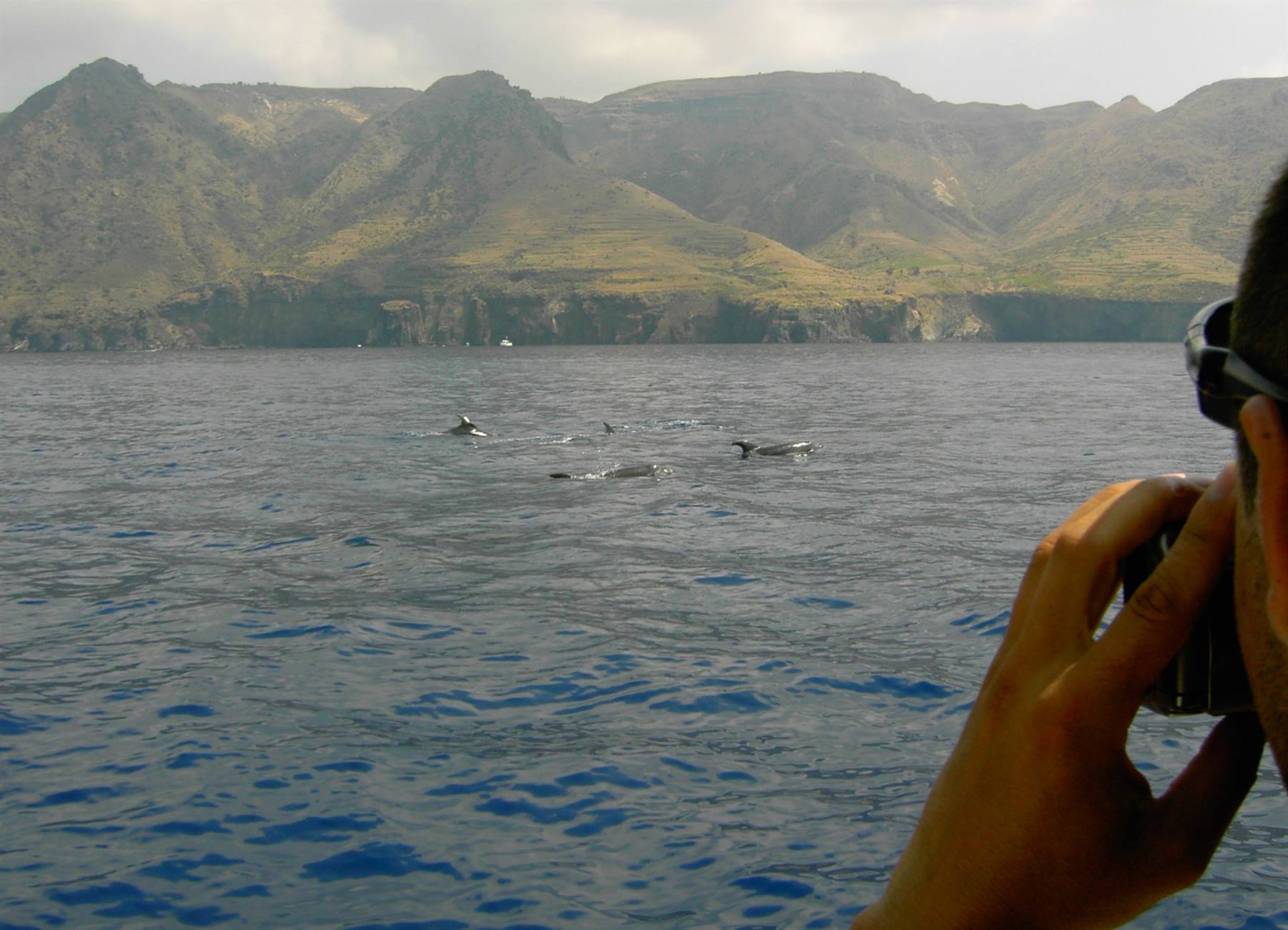 Avvistamento delfini alle Eolie con l'Aeolian Dolphin Research