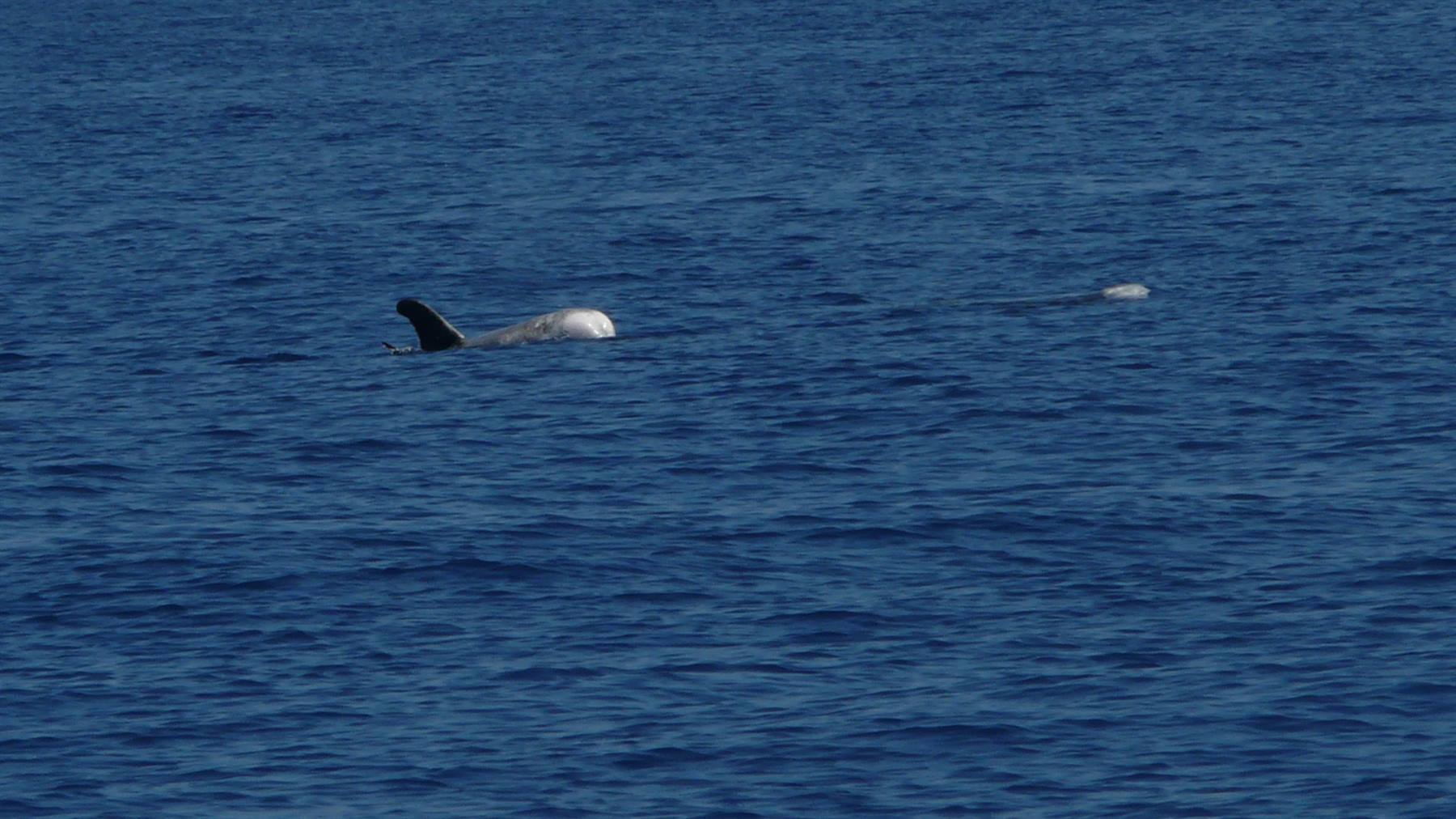 Un grampo - Aeolian Dolphin Research