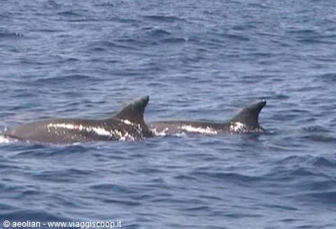 Tursiopi in coppia - Aeolian Dolphin Research