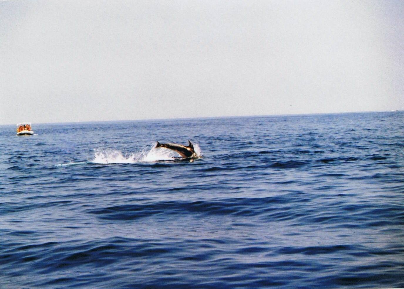Tursiopi - Aeolian Dolphin Research -
