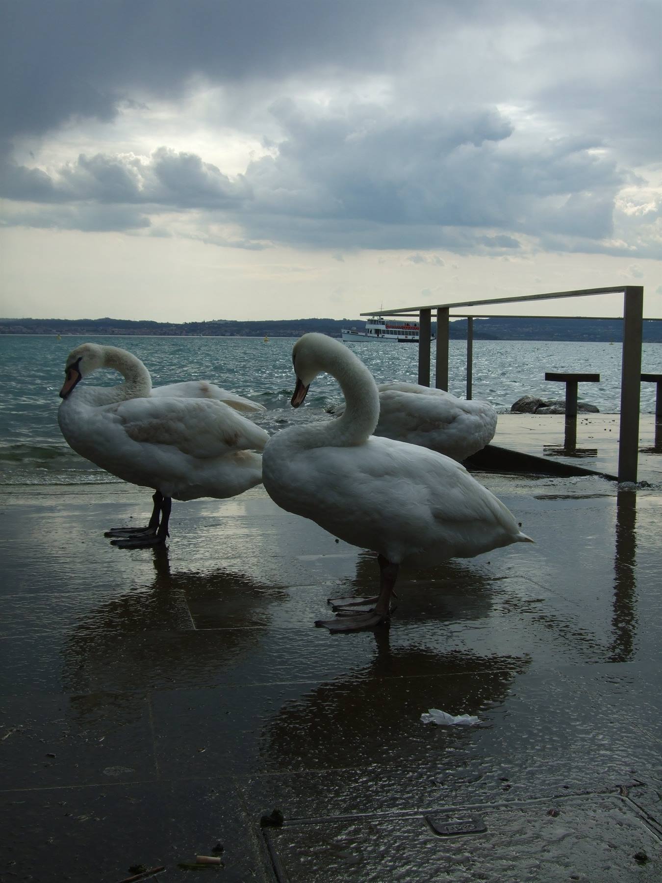 I cigni di Sirmione