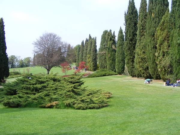 PARCO DI SIGURTA': TULIPANOMANIA