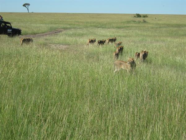 kenya