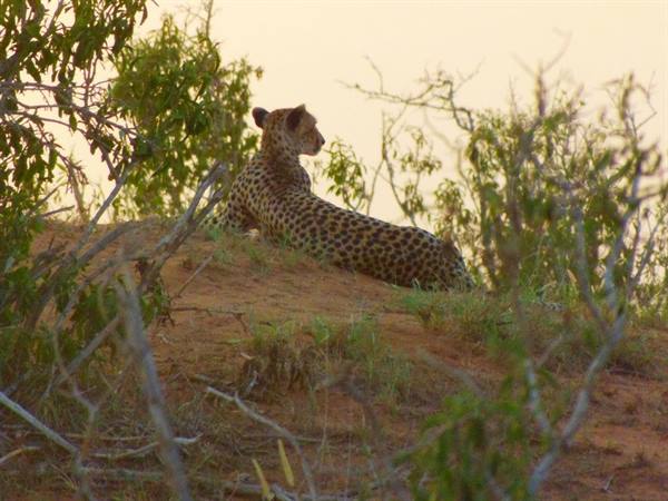 safari