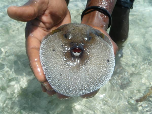 mitico pesce palla!