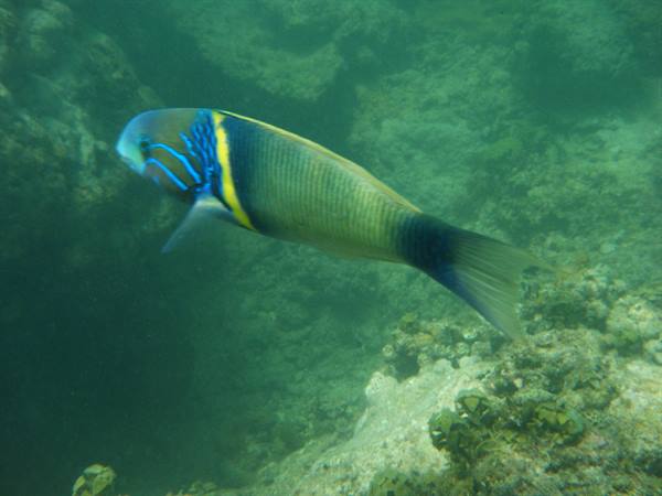 snorkeling nel parco marino di watamu
