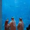 acquario all'interno dell hotel Atlantis EMIRATI ARABI UNITI 