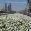  le strade di dubai son piene di fiori e profumi.... EMIRATI ARABI UNITI 