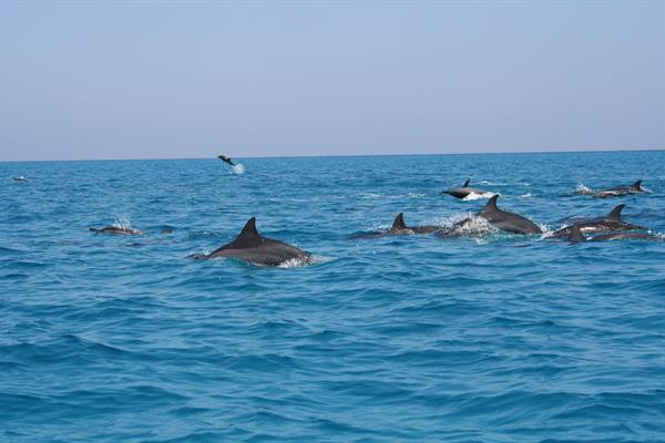 La danza dei delfini