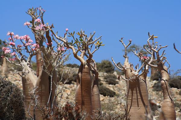 Fioritura degli alberi bottiglia