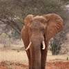  KENYA 