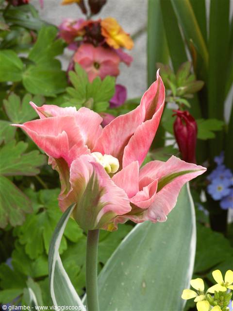 Mainau