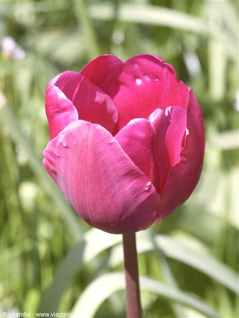 Mainau
