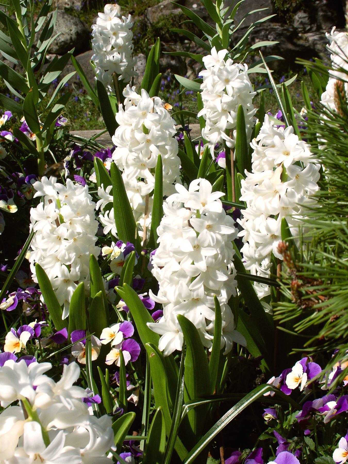 Mainau