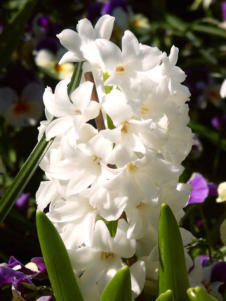 Mainau