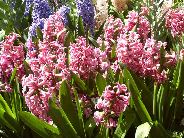 Mainau