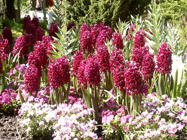 Mainau
