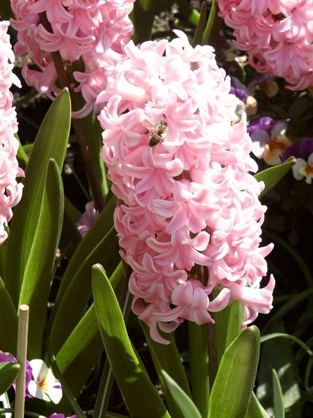 Mainau