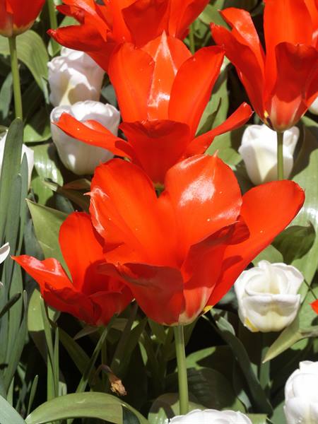 Mainau