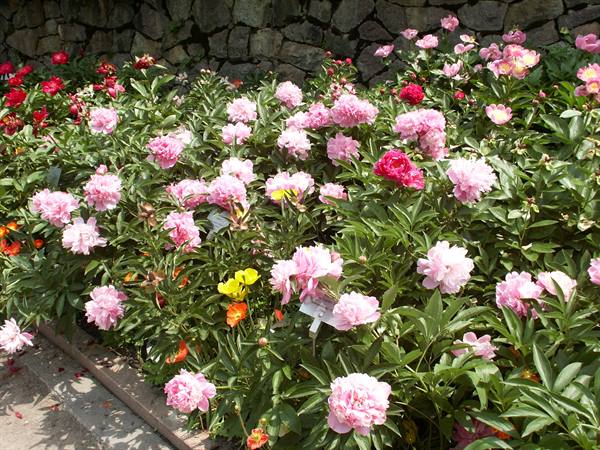 Merano 065 - Giardini di Castel Trauttmansdorff