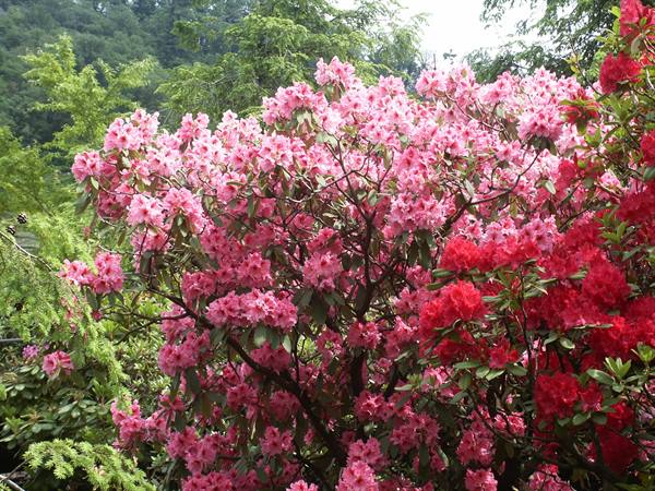 Merano 072 - Giardini di Castel Trauttmansdorff