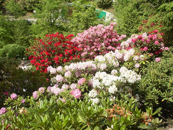 Merano 074 - Giardini di Castel Trauttmansdorff