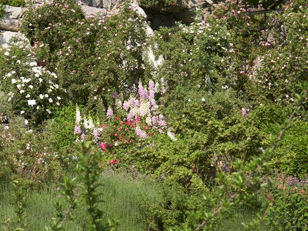Merano 094 - Giardini di Castel Trauttmansdorff