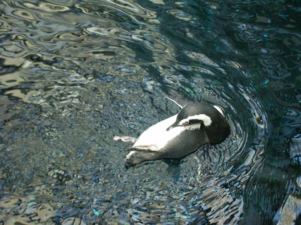 01 Lisbona - 06.21 Parque das Nações - Oceanario