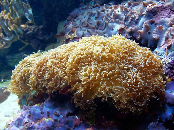 01 Lisbona - 06.41 Parque das Nações - Oceanario