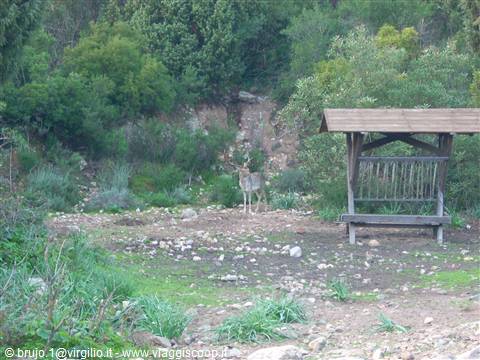 Gli abitanti del bosco 2