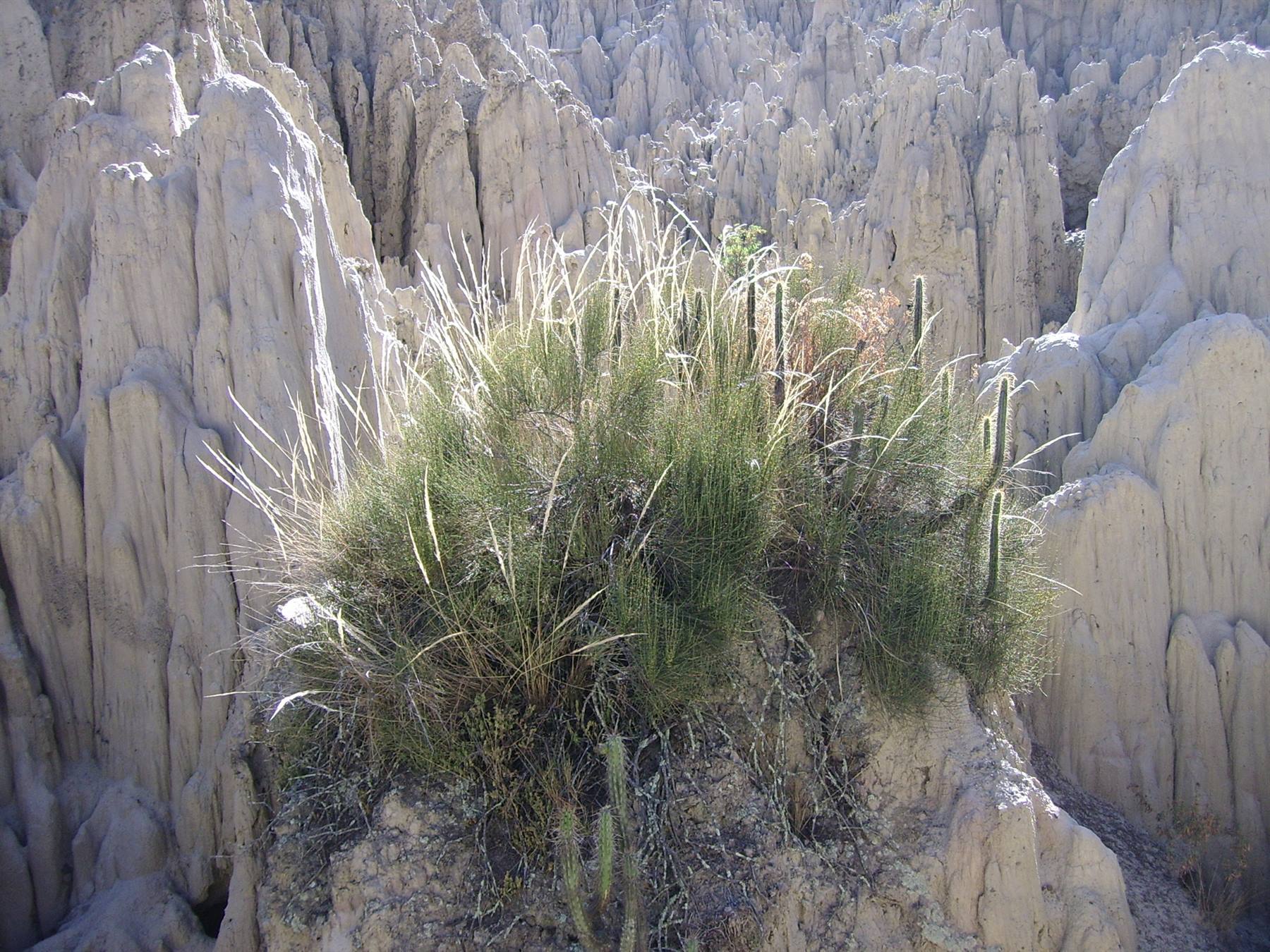 Foto di viaggio in BOLIVIA