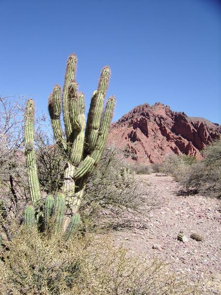 cactus.... ovunque!